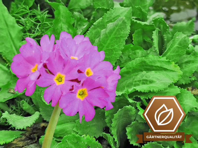 Rosenprimel - Primula rosea